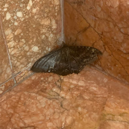 YeebsWeb Moth Logo